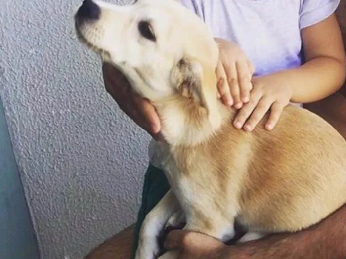 Cachorro raça Vira-lata idade 7 a 11 meses nome Lua