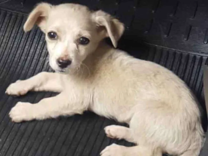 Cachorro ra a Sem raça definida idade Abaixo de 2 meses nome Farofa