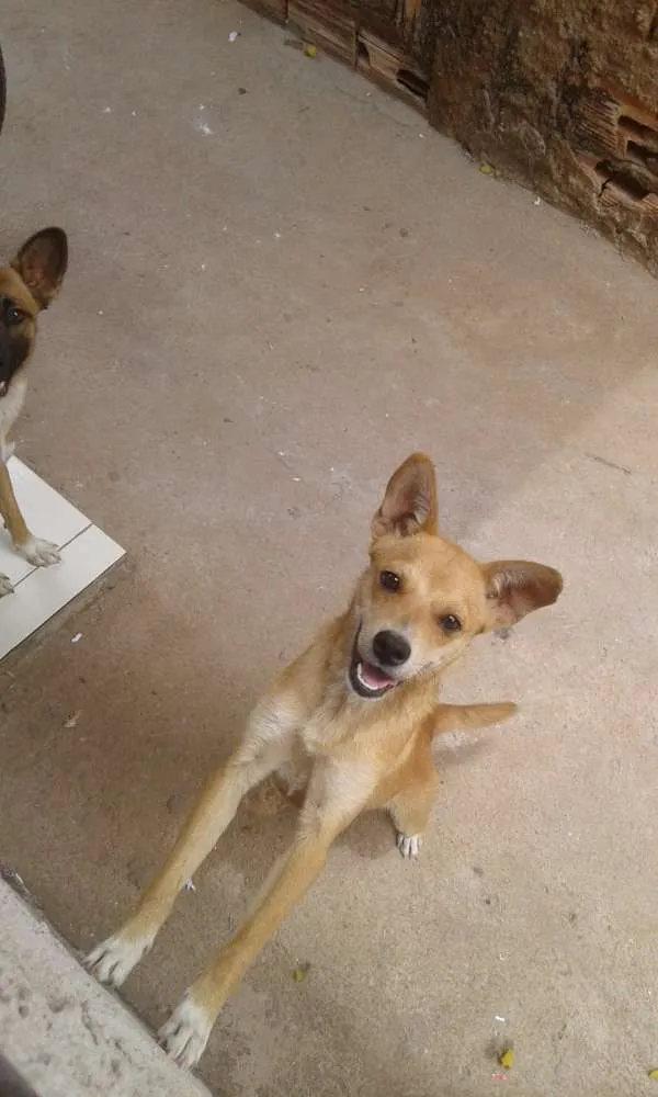 Cachorro ra a SRD idade 1 ano nome Sem nome/ Chamo de P