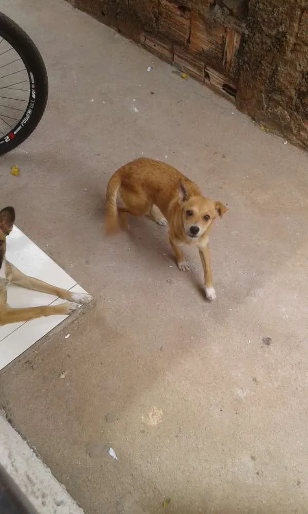 Cachorro ra a SRD idade 1 ano nome Sem nome/ Chamo de P
