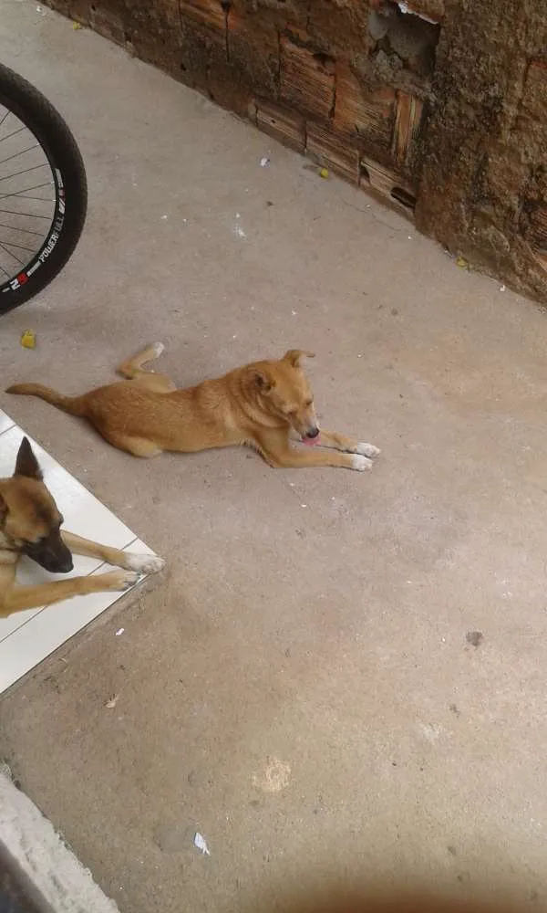 Cachorro ra a SRD idade 1 ano nome Sem nome/ Chamo de P