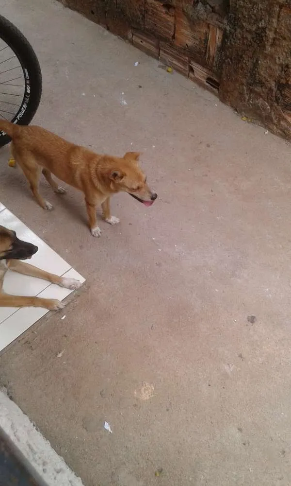 Cachorro ra a SRD idade 1 ano nome Sem nome/ Chamo de P