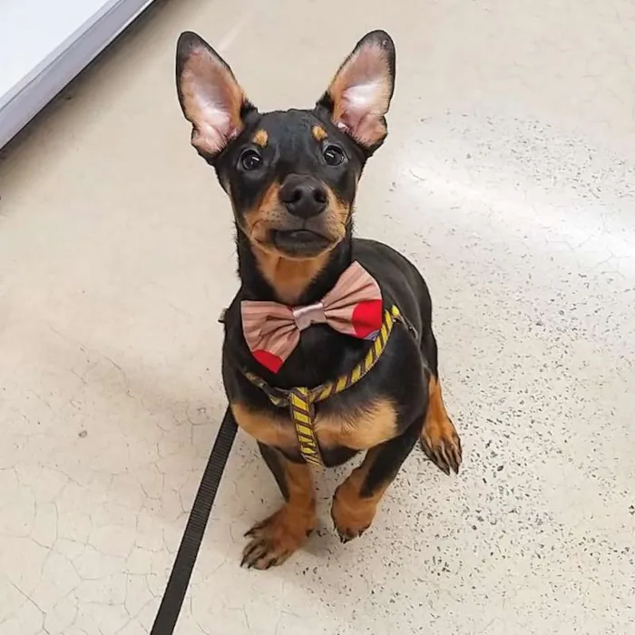 Cachorro ra a SRD idade 7 a 11 meses nome Juju