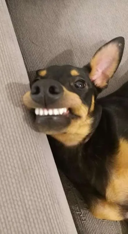 Cachorro ra a SRD idade 7 a 11 meses nome Juju