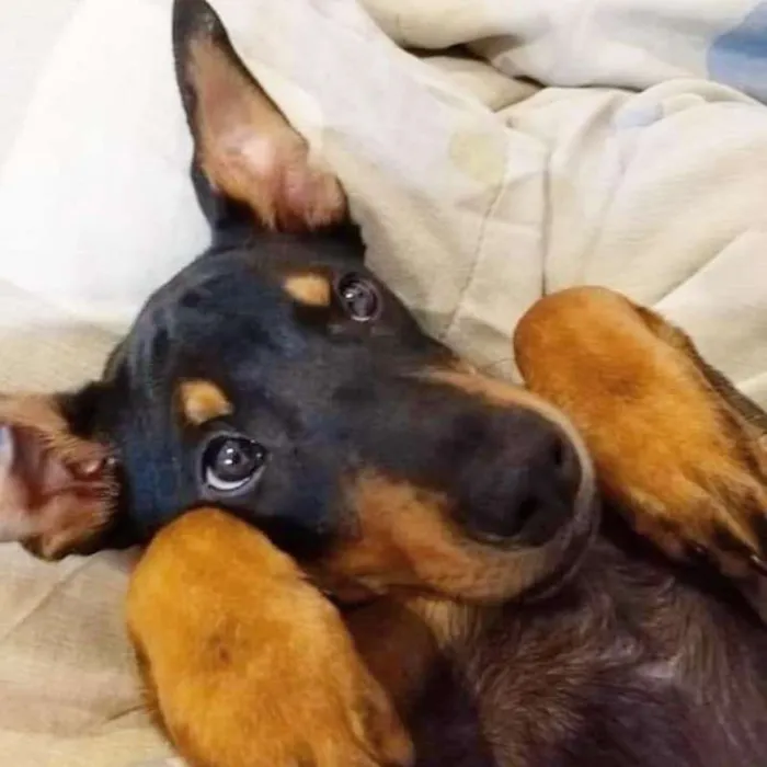 Cachorro ra a SRD idade 7 a 11 meses nome Juju