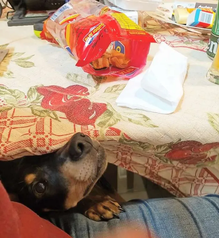 Cachorro ra a SRD idade 7 a 11 meses nome Juju