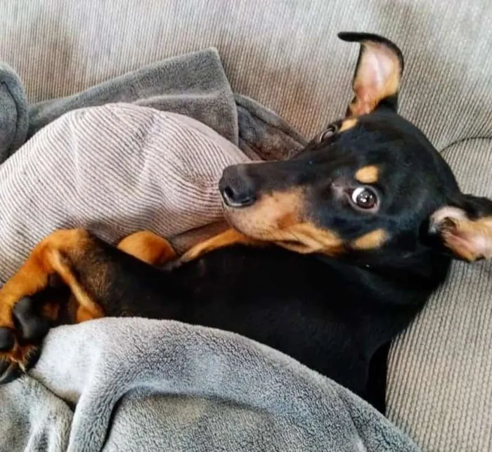 Cachorro ra a SRD idade 7 a 11 meses nome Juju