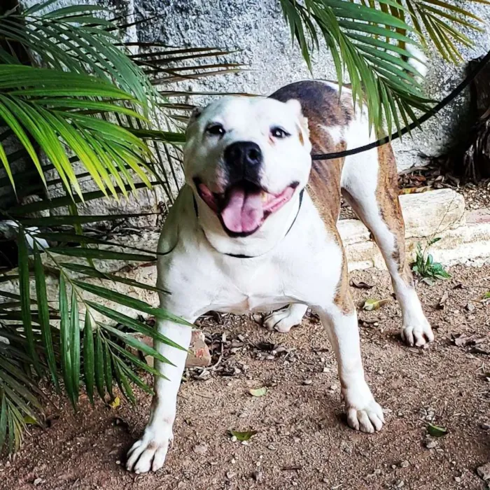 Cachorro ra a Pitbull idade 6 ou mais anos nome Cyborg 