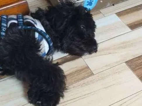 Cachorro ra a Srd idade 7 a 11 meses nome Noah