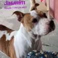 JASMIM