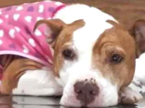 Cachorro ra a Pitbull idade 5 anos nome JASMIM