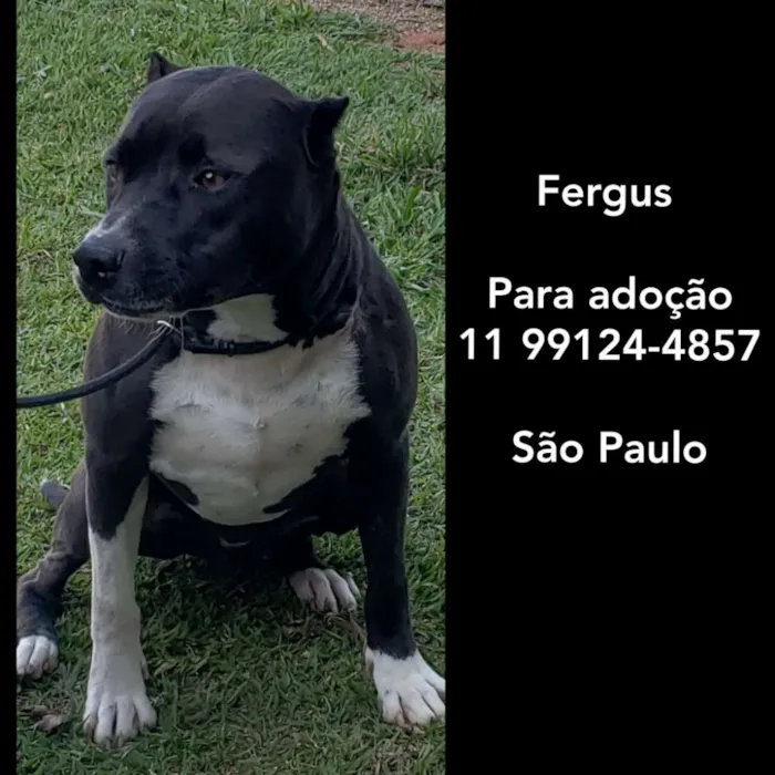 Cachorro ra a Pitbull idade 6 ou mais anos nome FERGUS 