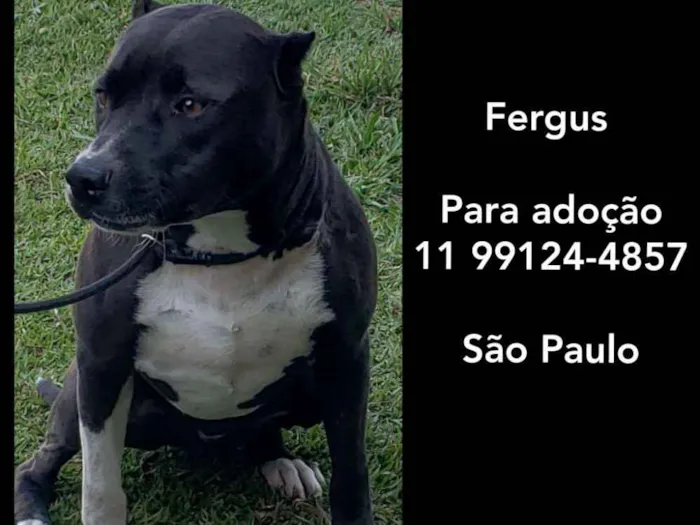Cachorro ra a Pitbull idade 6 ou mais anos nome FERGUS 