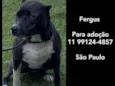 FERGUS