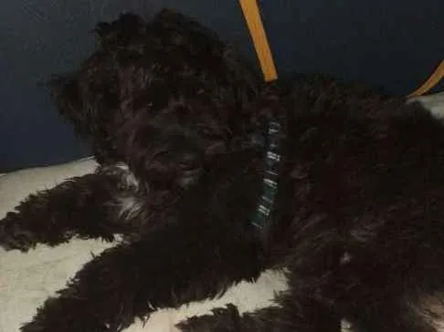 Cachorro ra a Srd idade 7 a 11 meses nome Noah