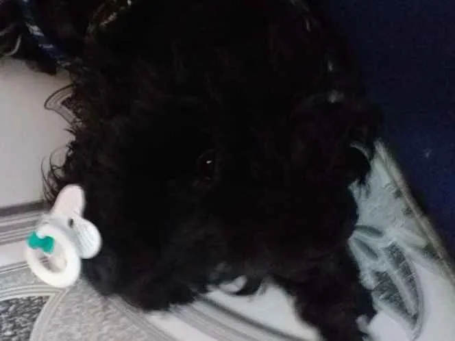 Cachorro ra a Srd idade 7 a 11 meses nome Noah
