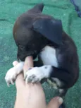 5 dogs machos