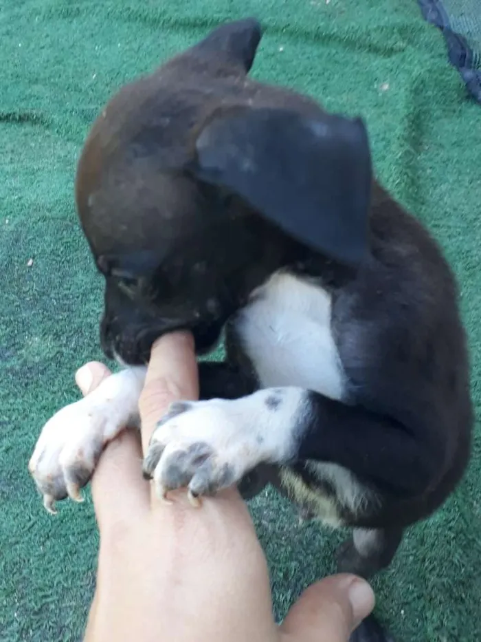 Cachorro raça Vira lata idade 2 a 6 meses nome 5 dogs machos