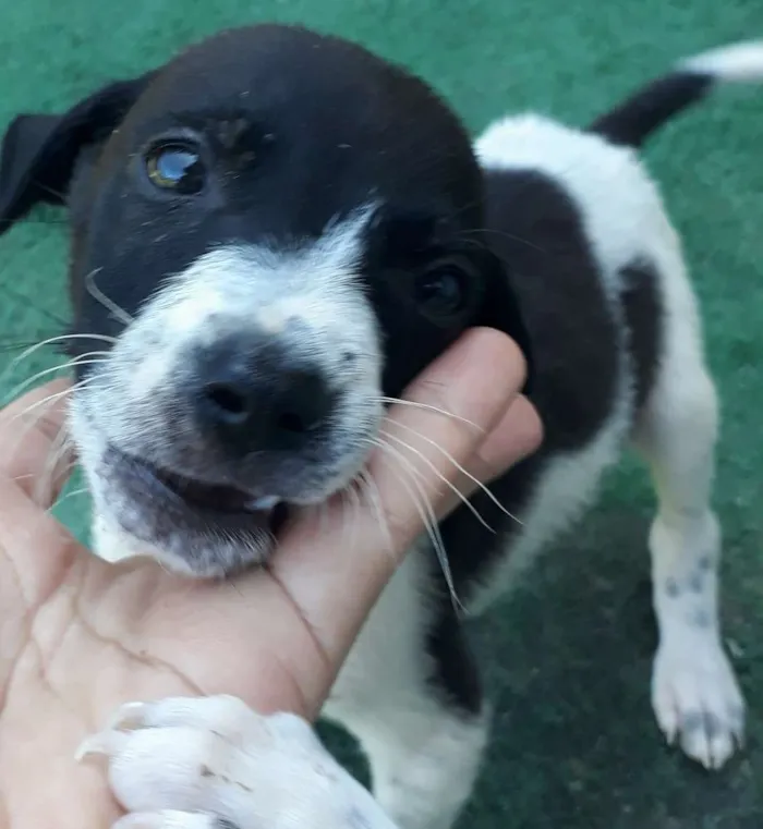 Cachorro raça Vira lata idade 2 a 6 meses nome 5 dogs machos
