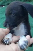 5 dogs machos