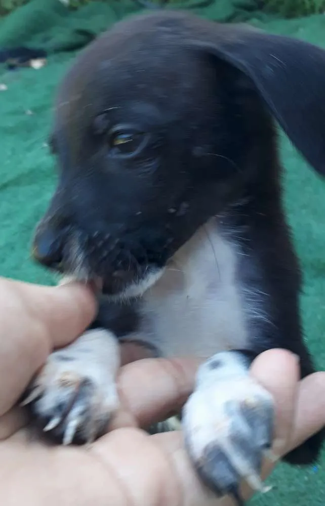 Cachorro raça Vira lata idade 2 a 6 meses nome 5 dogs machos