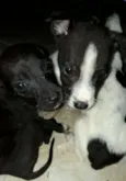 5 dogs machos