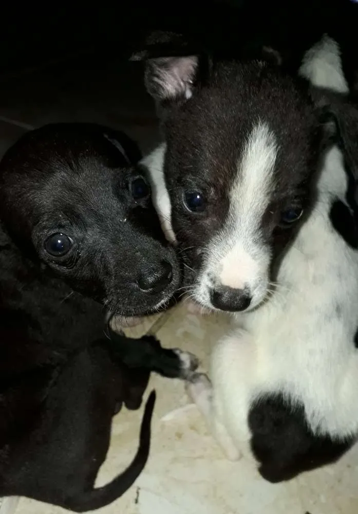 Cachorro raça Vira lata idade 2 a 6 meses nome 5 dogs machos