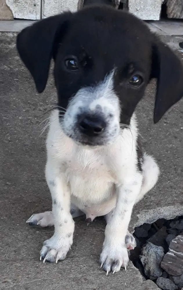 Cachorro raça Vira lata idade 2 a 6 meses nome 5 dogs machos