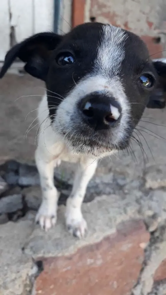 Cachorro raça Vira lata idade 2 a 6 meses nome 5 dogs machos