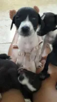 5 dogs machos