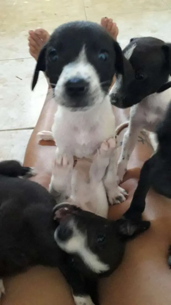 Cachorro raça Vira lata idade 2 a 6 meses nome 5 dogs machos