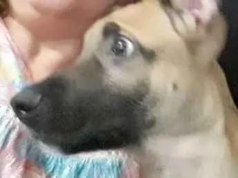 Cachorro ra a Srd idade 2 a 6 meses nome Tedy