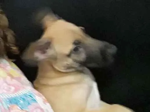Cachorro ra a Srd idade 2 a 6 meses nome Tedy
