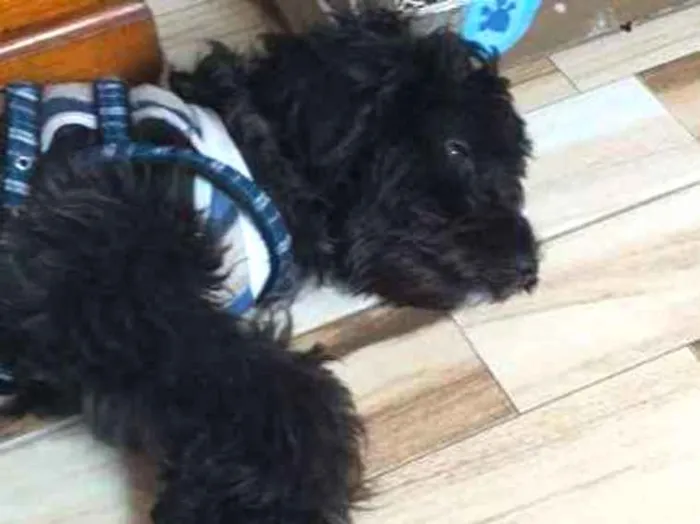 Cachorro ra a Srd idade 7 a 11 meses nome Noah