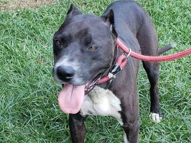 Cachorro ra a Pitbull idade 6 ou mais anos nome FERGUS 