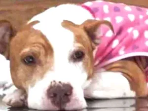 Cachorro raça Pitbull idade 5 anos nome JASMIM