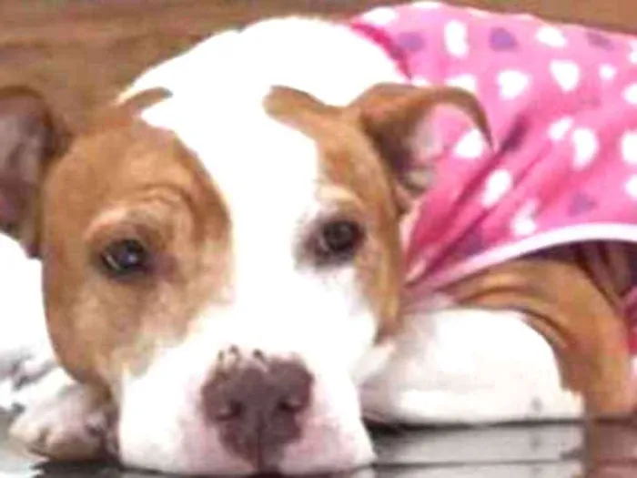 Cachorro ra a Pitbull idade 5 anos nome JASMIM