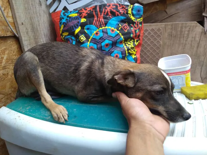 Cachorro ra a Vira lata idade 2 a 6 meses nome Scooby e gema 