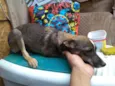 Scooby e gema