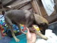 Scooby e gema