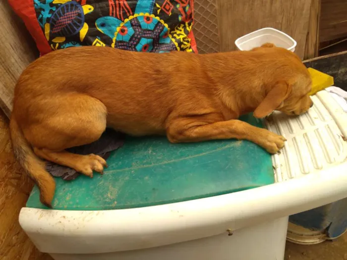 Cachorro ra a Vira lata idade 2 a 6 meses nome Scooby e gema 