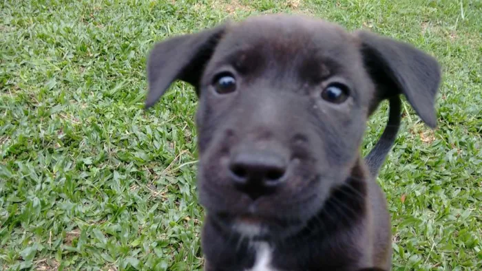 Cachorro ra a American com Rottweiler (mãe) idade Abaixo de 2 meses nome Bombom