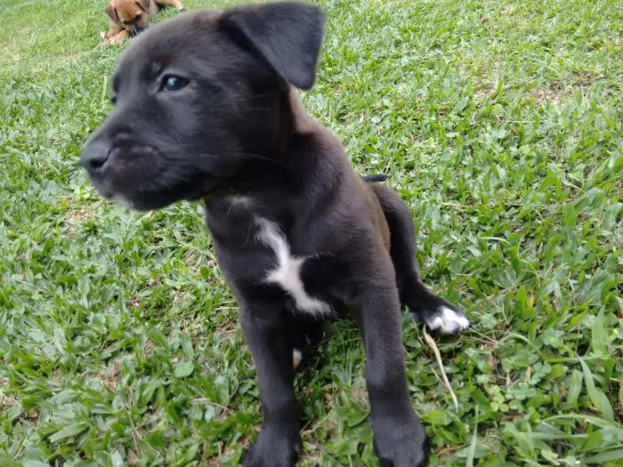 Cachorro ra a American com Rottweiler (mãe) idade Abaixo de 2 meses nome Bombom