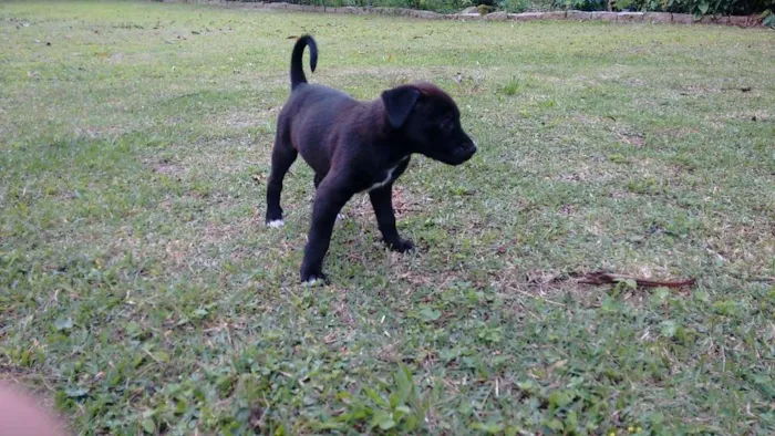 Cachorro ra a American com Rottweiler (mãe) idade Abaixo de 2 meses nome Bombom