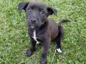 Cachorro raça American com Rottweiler (mãe) idade Abaixo de 2 meses nome Bombom