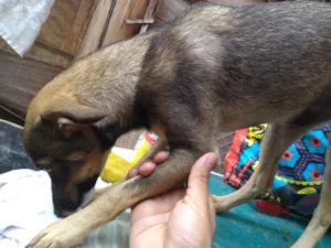 Cachorro raça Vira lata idade 2 a 6 meses nome Scooby e gema 