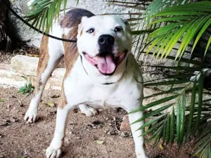 Cachorro raça Pitbull idade 6 ou mais anos nome Cyborg 