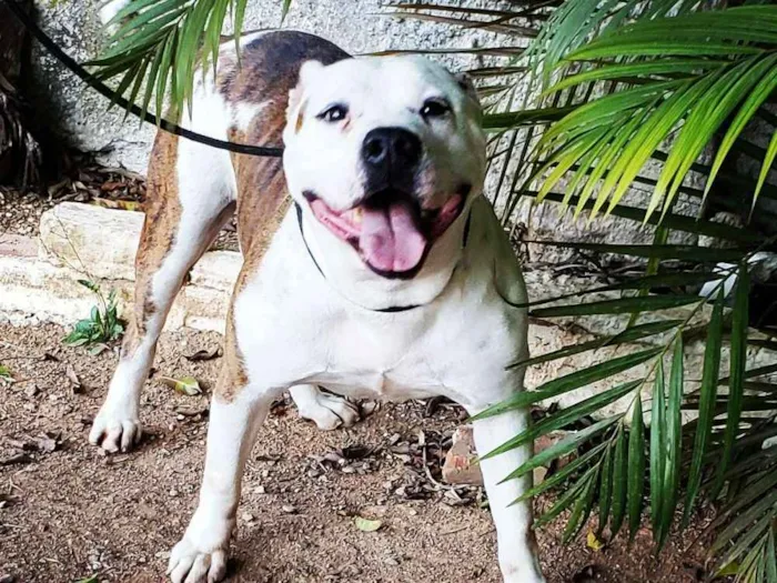 Cachorro ra a Pitbull idade 6 ou mais anos nome Cyborg 