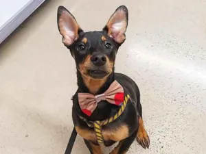 Cachorro raça SRD idade 7 a 11 meses nome Juju