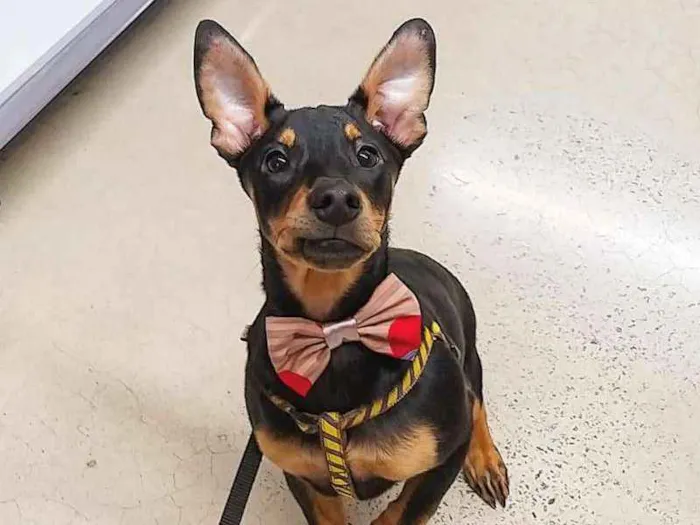 Cachorro ra a SRD idade 7 a 11 meses nome Juju